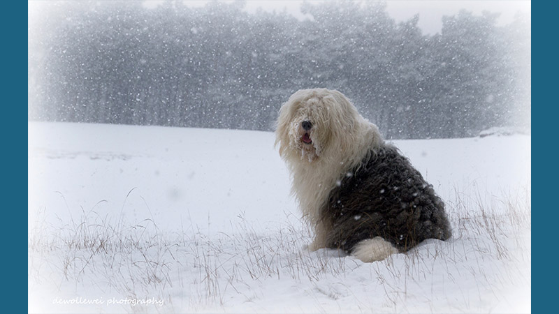 Old English Sheepdog 6