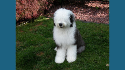 Old English Sheepdog 7