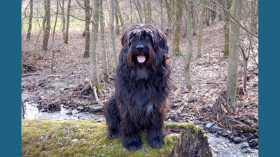 Old English Sheepdog 8