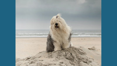 Old English Sheepdog 9