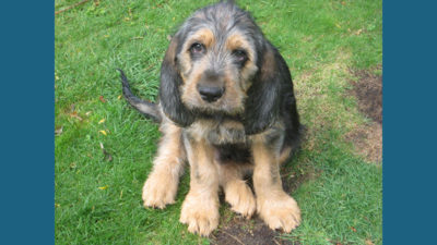 Otterhound 2