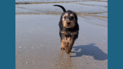 Otterhound 3