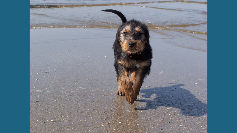 Otterhound 3