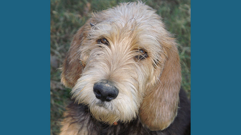 Otterhound 4