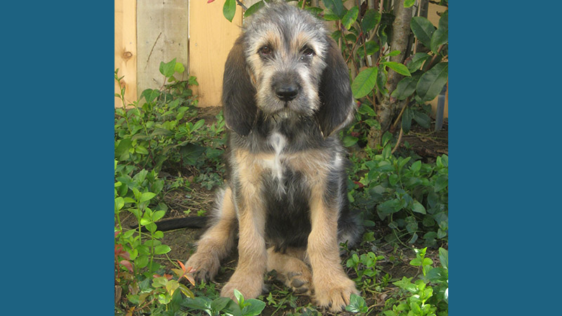 Otterhound 5