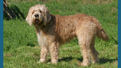 Otterhound 6