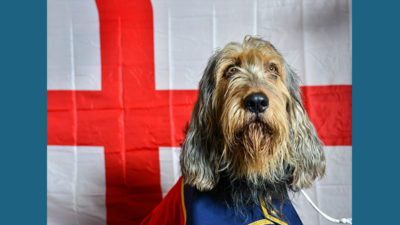 Otterhound 8