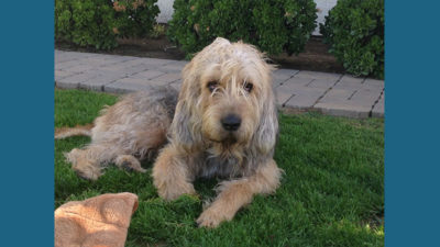 Otterhound 9