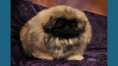 Pekingese 1