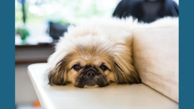 Pekingese 10