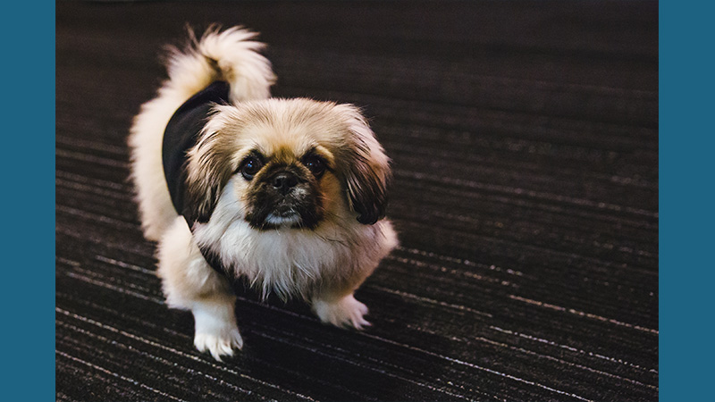 Pekingese 12