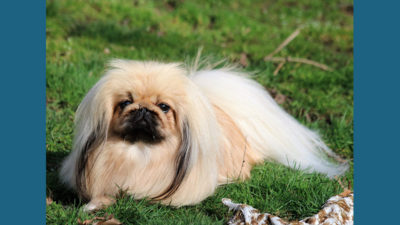 Pekingese 13