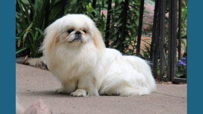 Pekingese 14