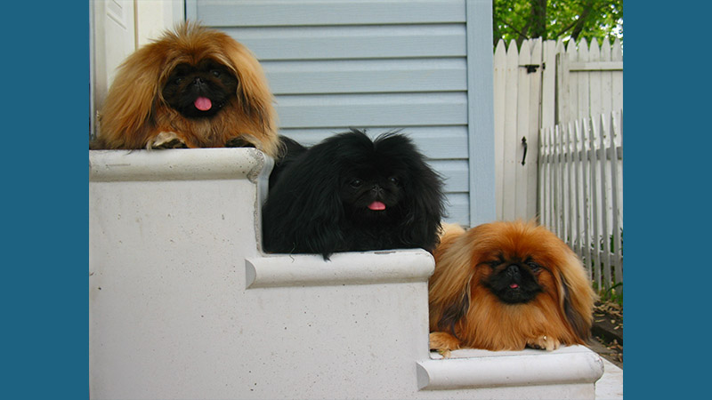 Pekingese 15