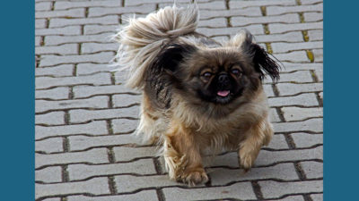 Pekingese 16