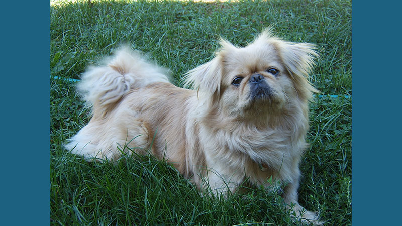 Pekingese 2