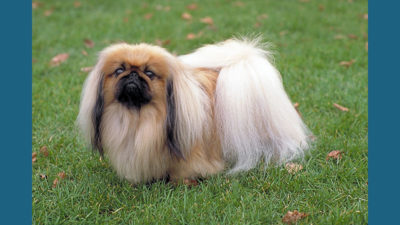 Pekingese 3