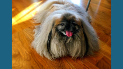 Pekingese 4