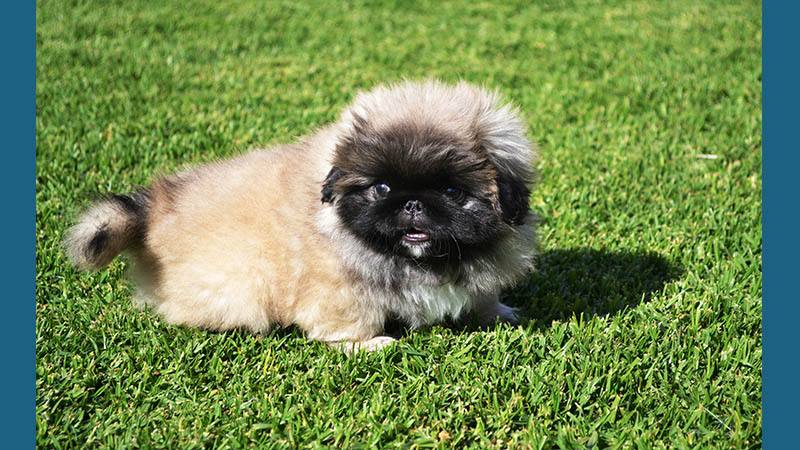 Pekingese 5