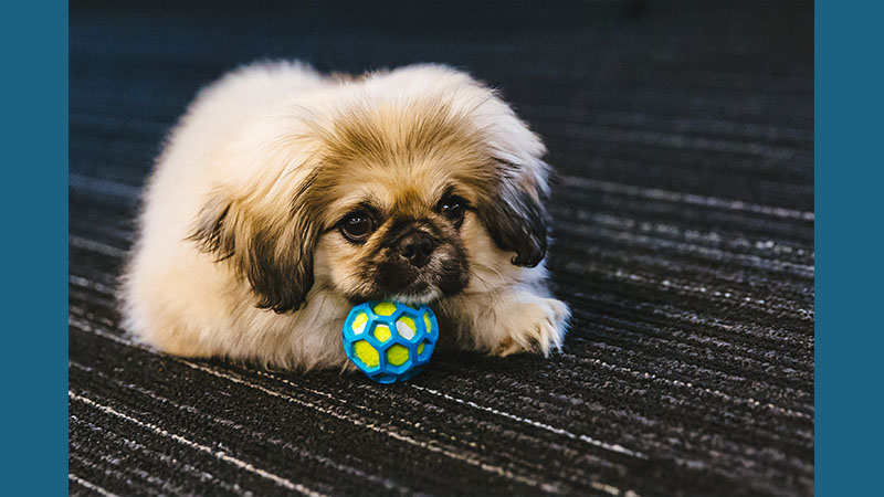 Pekingese 6