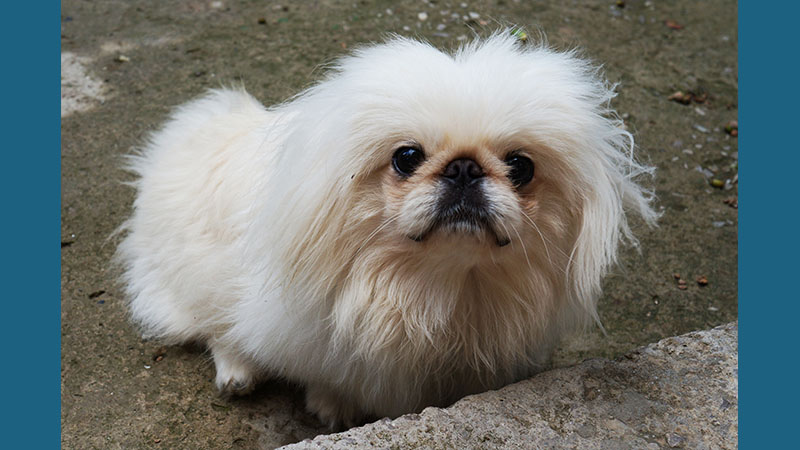 Pekingese 7