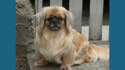 Pekingese 8