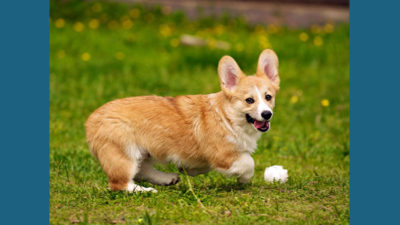 Pembroke Welsh Corgi 10