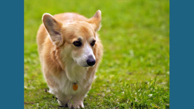 Pembroke Welsh Corgi 11