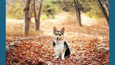 Pembroke Welsh Corgi 12