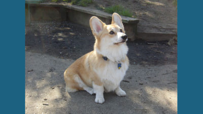 Pembroke Welsh Corgi 13