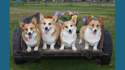 Pembroke Welsh Corgi 14