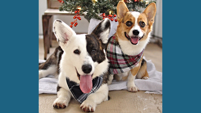 Pembroke Welsh Corgi 15