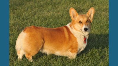 Pembroke Welsh Corgi 2