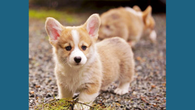 Pembroke Welsh Corgi 3