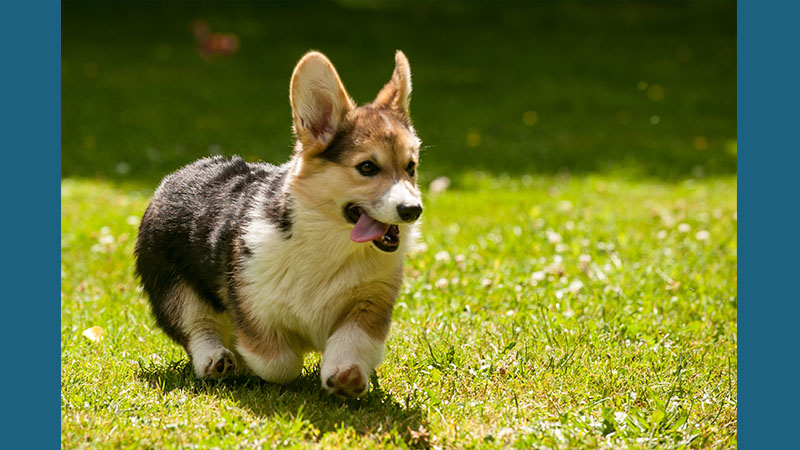 Pembroke Welsh Corgi 4