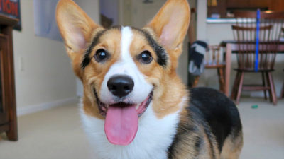 Pembroke Welsh Corgi 5