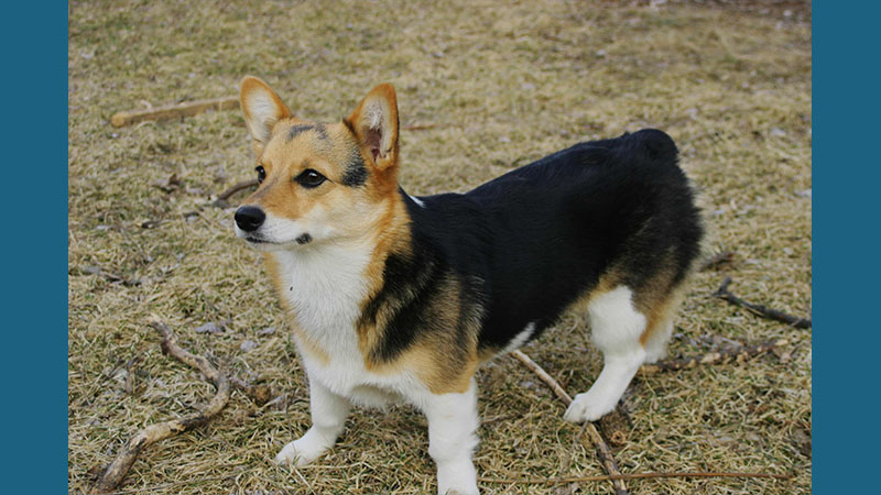 Pembroke Welsh Corgi 6