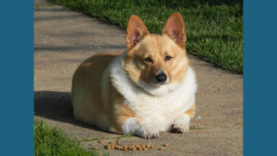 Pembroke Welsh Corgi 7