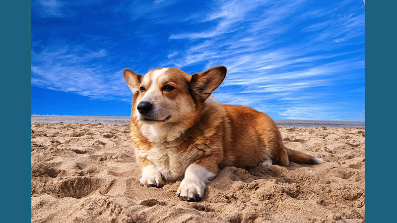 Pembroke Welsh Corgi 8