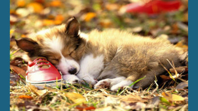 Pembroke Welsh Corgi 9