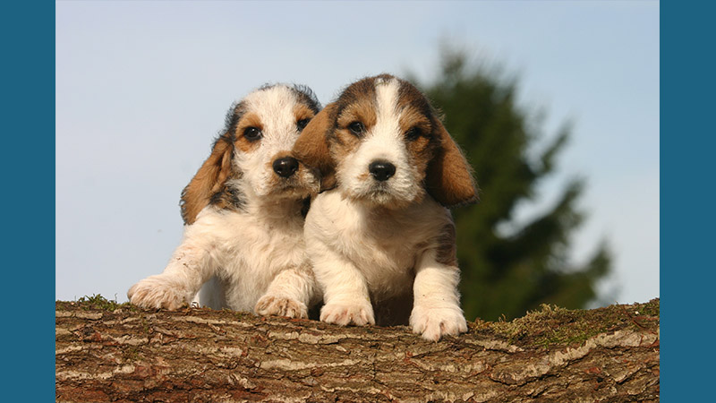 Petit Basset Griffon Vendeen 1