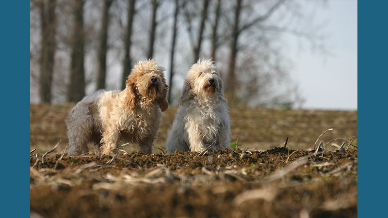 Petit Basset Griffon Vendeen 10