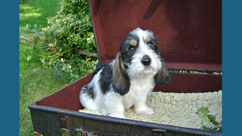 Petit Basset Griffon Vendeen 11