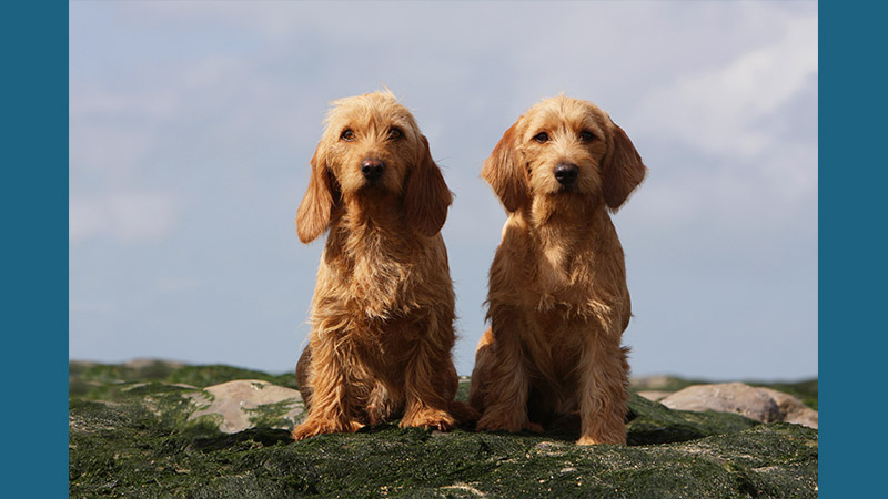 Petit Basset Griffon Vendeen 13