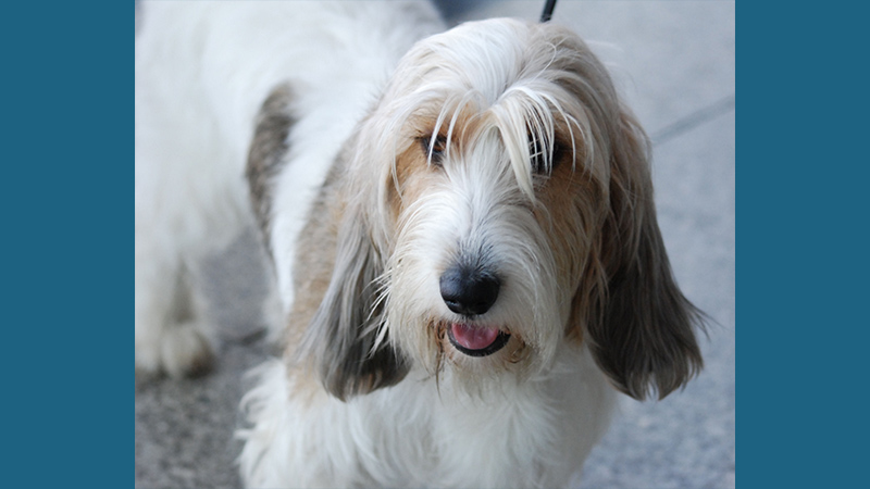 Petit Basset Griffon Vendeen 2