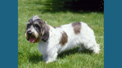 Petit Basset Griffon Vendeen 3