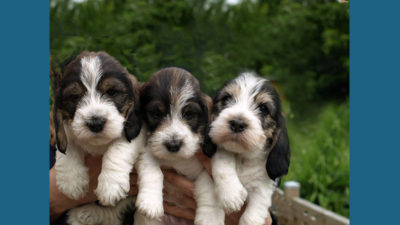 Petit Basset Griffon Vendeen 4