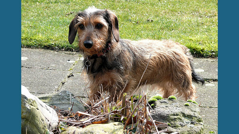 Petit Basset Griffon Vendeen 5