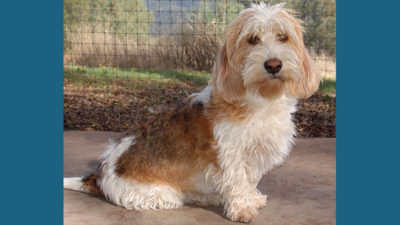 Petit Basset Griffon Vendeen 6