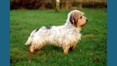 Petit Basset Griffon Vendeen 7